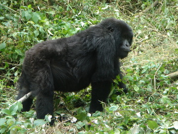 Rwanda_may_2006_561
